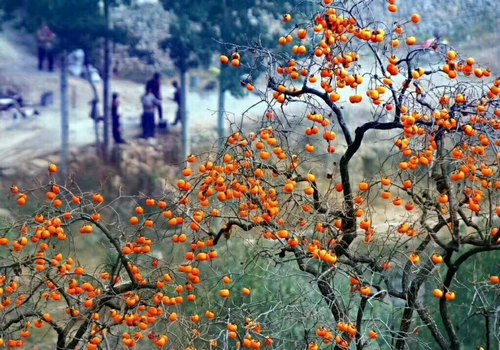 又到柿子成熟時