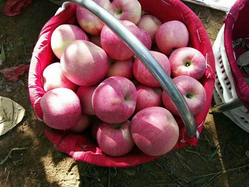 蘋果熟了的季節(jié)