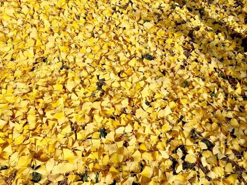 銀杏千年，等候的是秋的思念