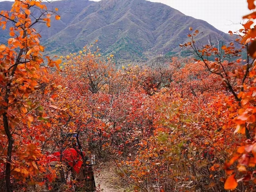 紅葉燃情，歷史鑄魂