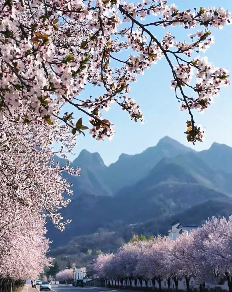 邂逅春櫻，期許四季