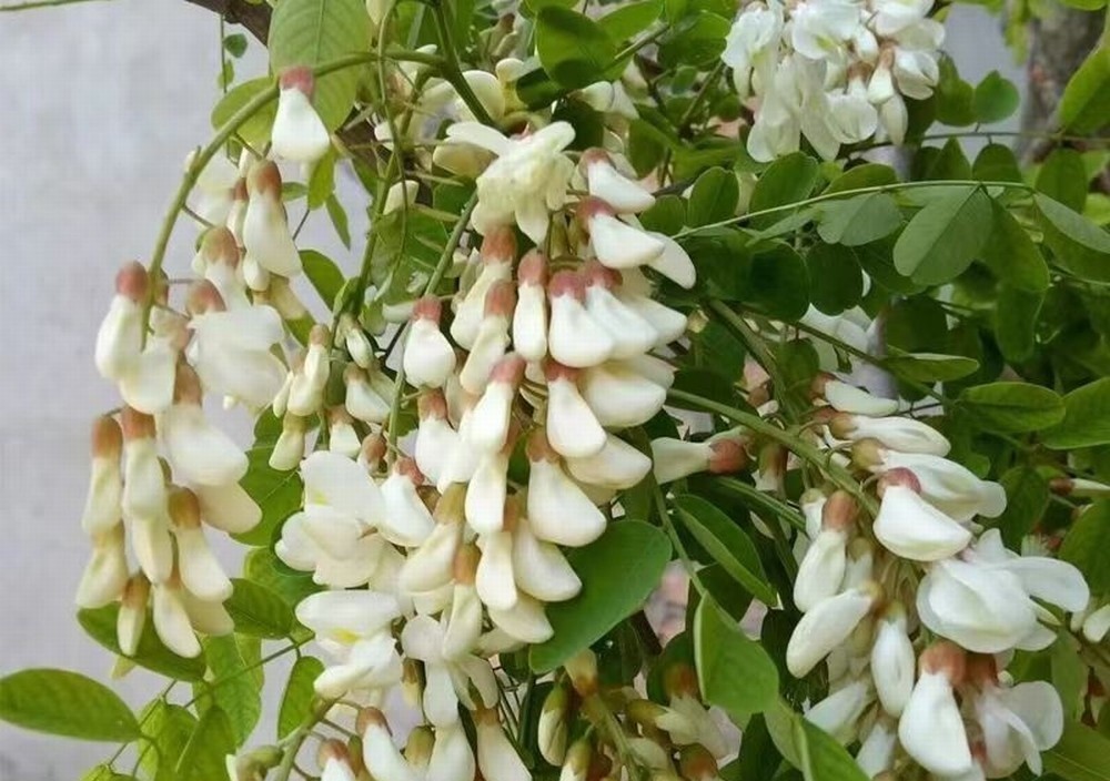 走！鉤洋槐花去！