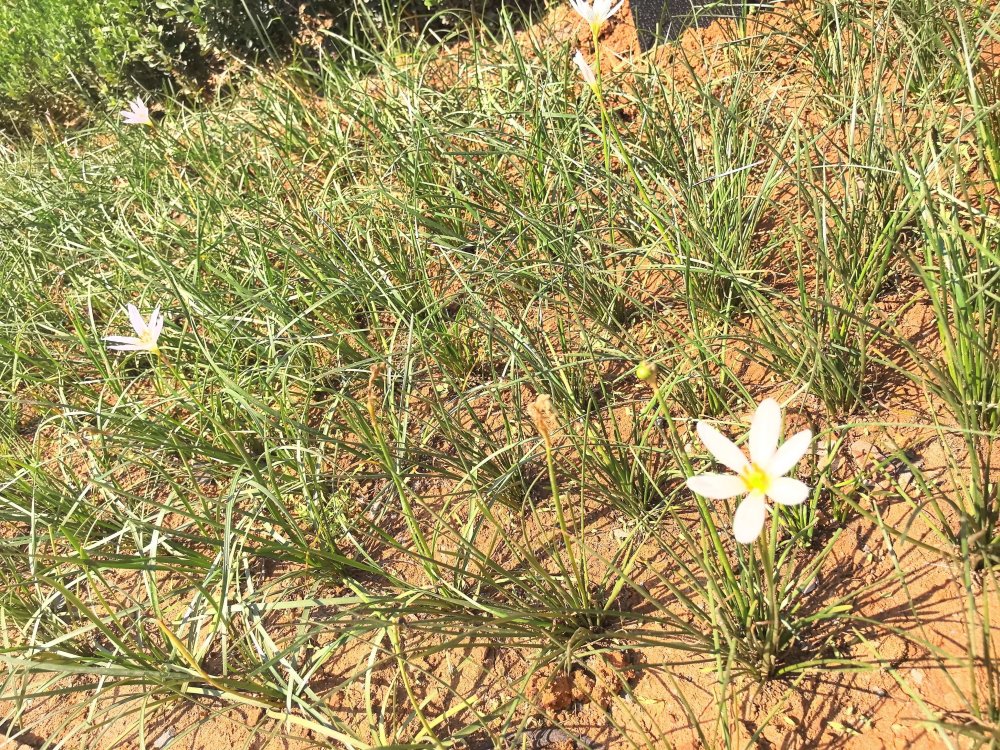 電廠花開時，奮斗自成章