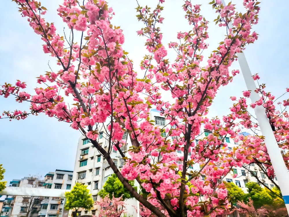 櫻綻春日暖 奮進正當(dāng)時